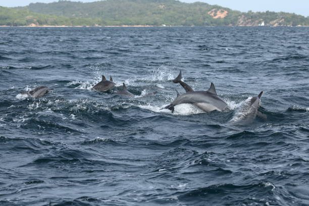 dolphin watching kalpitiya, Sri Lanka